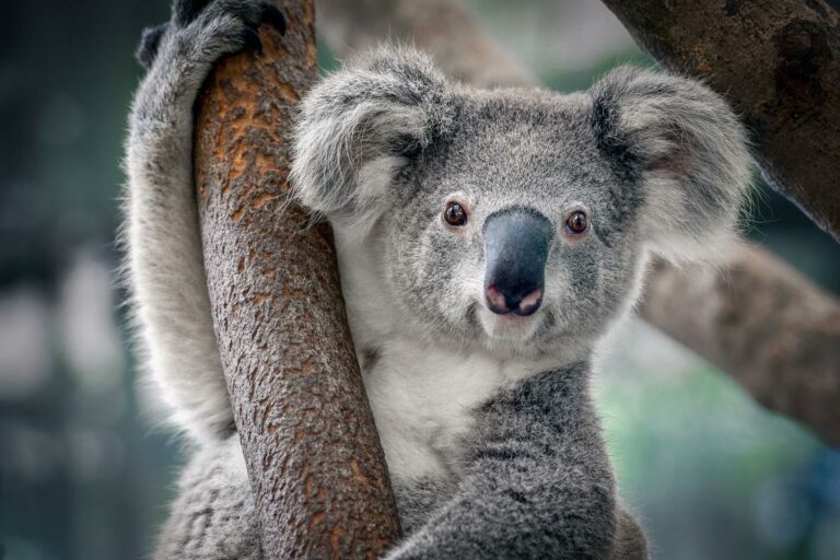 Coala curiosidades e fatos interessantes que você desconhece greenMe