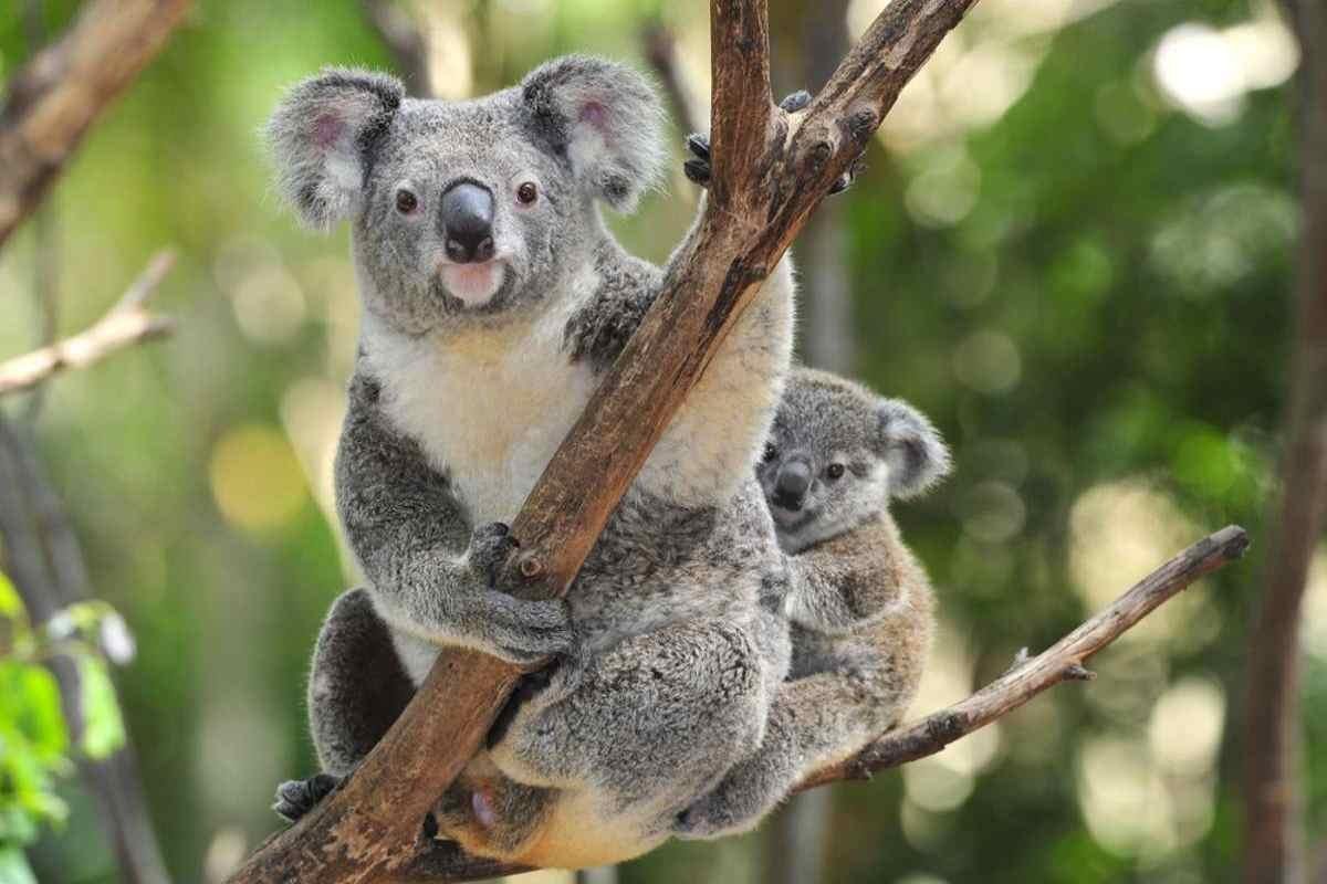 Coala curiosidades e fatos interessantes que você desconhece greenMe