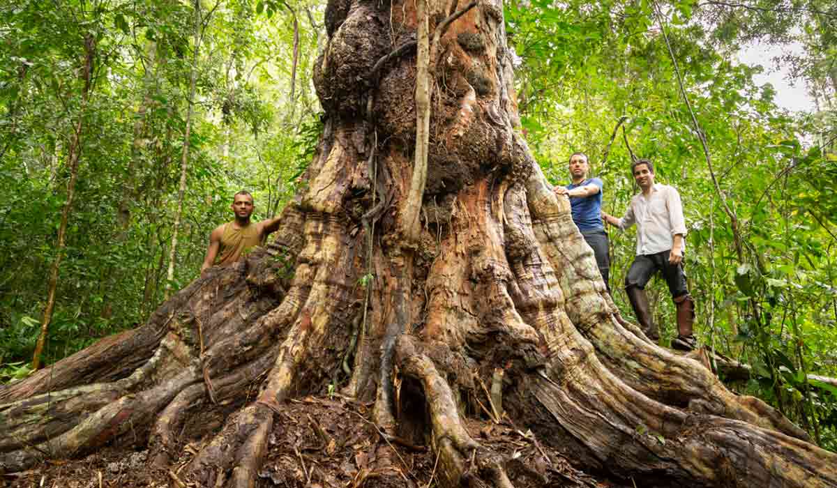 Botânico brasileiro descobre pau brasil gigante de 600 anos greenMe