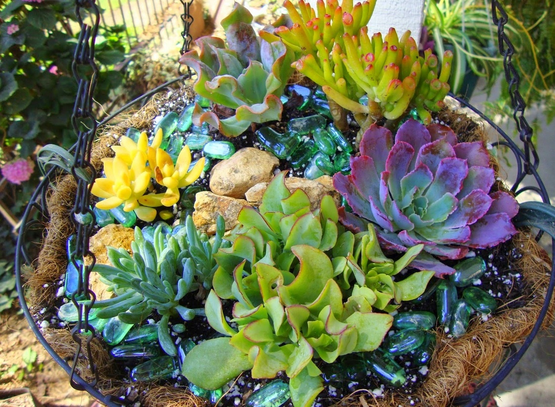 Cacto Fofo Com Rostos. Personagens De Plantas De Vaso Succulto De