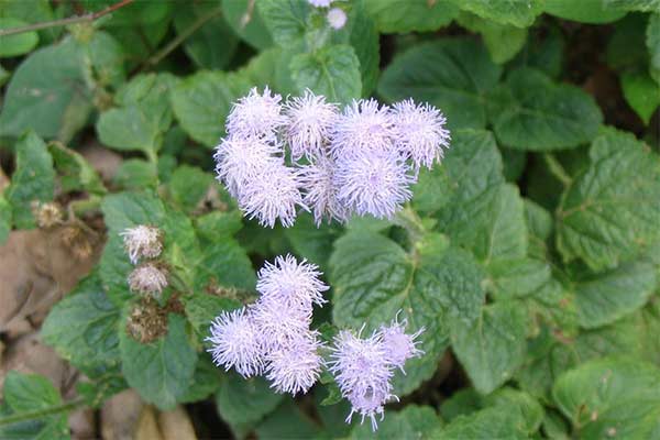 Ageratum conyzoides