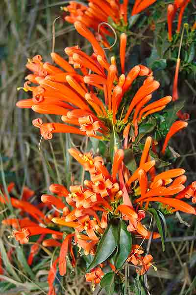 Flores alaranjadas. Cipó-de-São-João. Pyrostegia venusta © Wikipedia