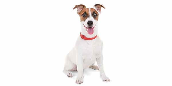 Jack Russell Terrier Carater E Como Educa Lo A Opiniao Do Especialista Greenme