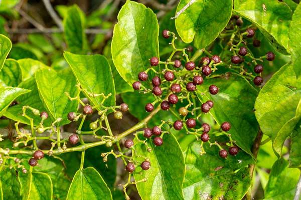 Uva-do-mato, a Cissus verticillata é considerada insulina vegetal ...