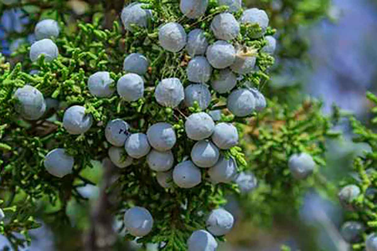 Zimbro Juniper Como Cultiv Lo Em Vasos E No Jardim Greenme Com Br