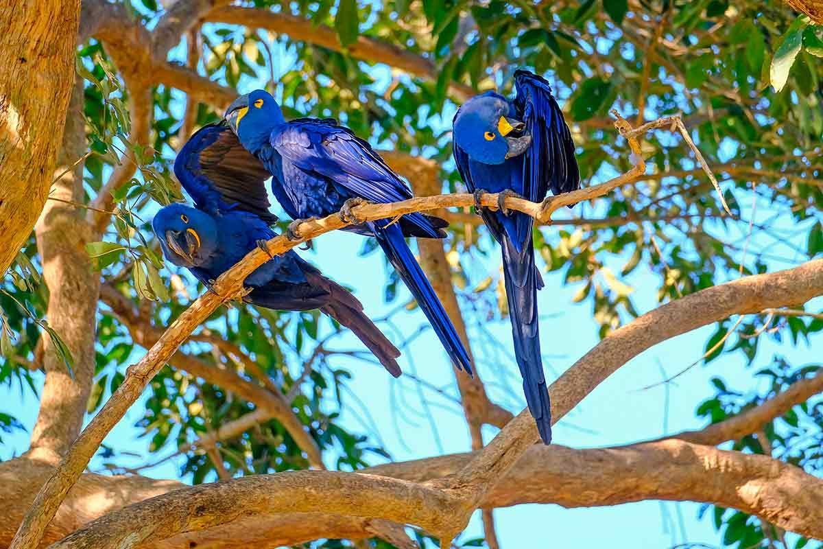 Após 22 anos de extinção na natureza, Ararinhas-azuis serão reintroduzidas no sertão da Bahia - greenMe