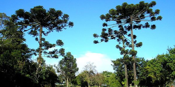 Araucaria angustifolia 