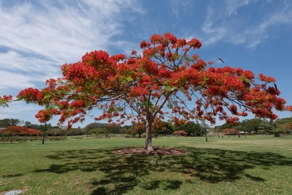 Flamboyant Tudo Sobre Essa Linda árvore Como Plantar E Outras Infos Greenme 8990