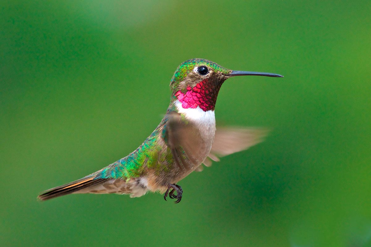 O Mundo E Muito Mais Colorido Aos Olhos De Um Beija Flor Ele Ve Cores Que Voce Nem Imagina Greenme