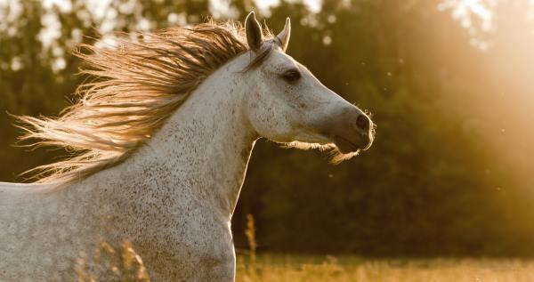 Sonhar com cavalo - Simbolismo e Significado - Segredos do Sonho