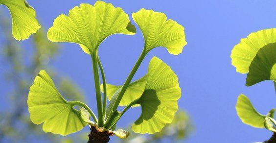 Ginkgo biloba