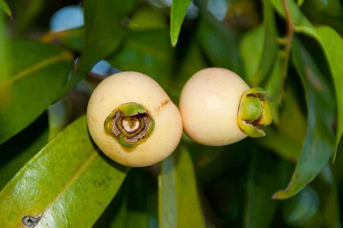 Jambo A Fruta De MIL Benef cios GreenMe