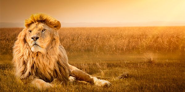 Leoas leões na natureza acontece de tudo greenMe