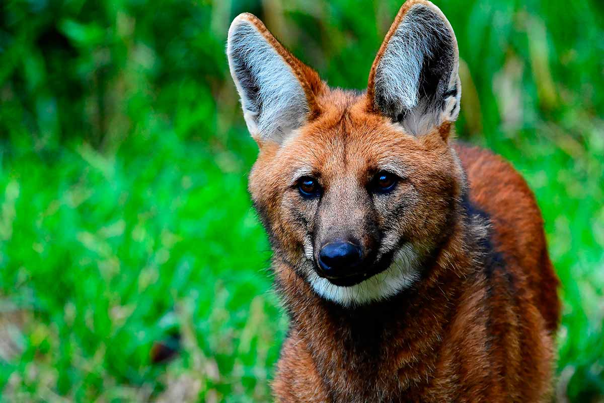 Ameaçado de extinção, lobo-guará é resgatado dentro de barracão em