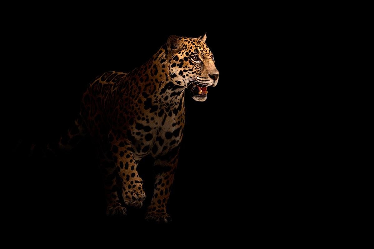 Felinos Selvagens do Brasil: um exemplar de onça-pintada (Panthera onca)