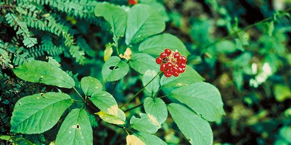 Panax quinquefolius (ginseng) aclamada por seus efeitos adaptogênicos