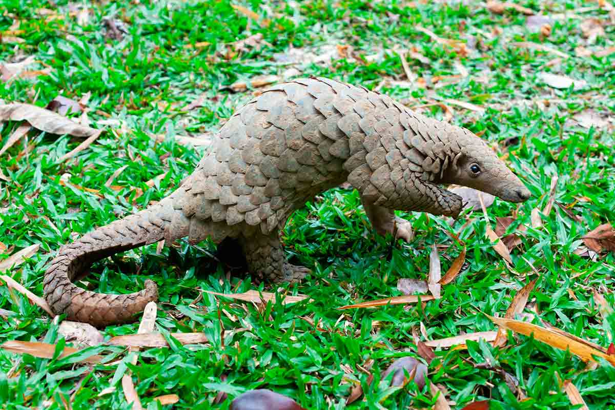 Santuário na Libéria resgata pangolins, mamíferos mais traficados do mundo