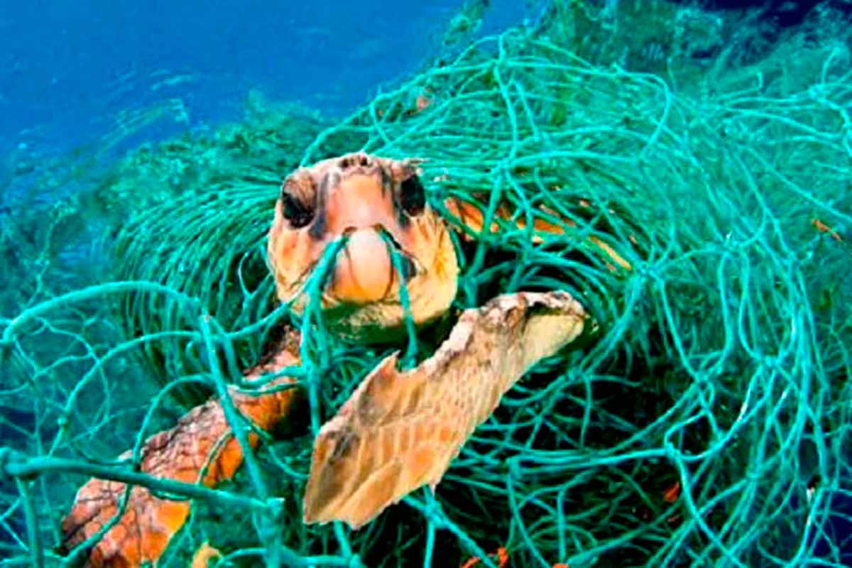 emocionante vídeo mostra tartarugas marinhas sendo salvas por