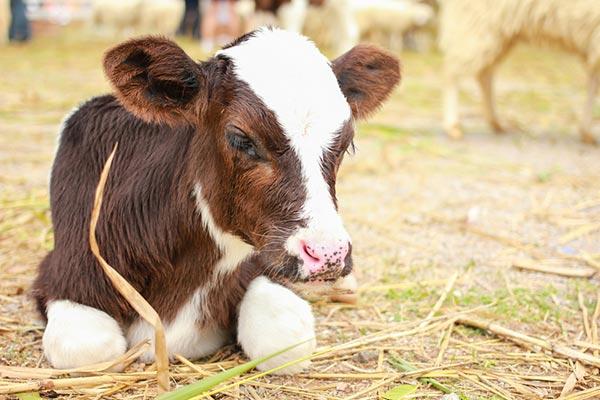 Por que você deve AGORA parar de comer carne de vitela