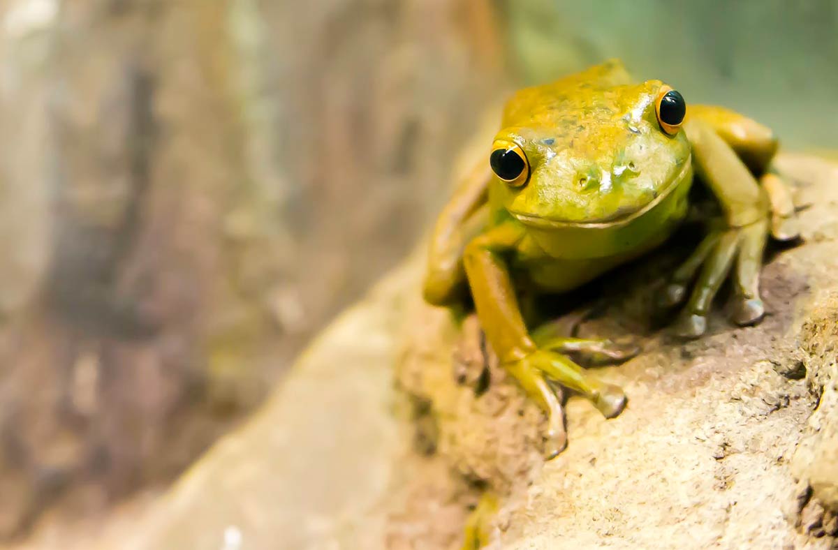 bichos-aparecendo-invadindo-casa-o-que-isto-pode-significar-greenme