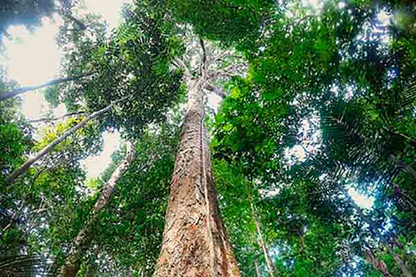 Conheça O Angelim Vermelho A Maior árvore Da Amazônia Greenme 4460