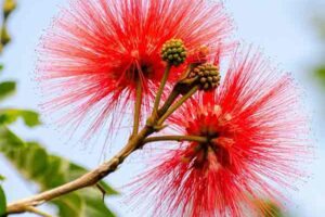 Caliandra, flores vermelhas em forma de pom-pons