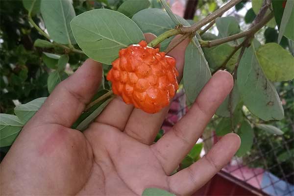 Araticum-de-Raposa (Annona cornifolia) no pé. Foto eBay