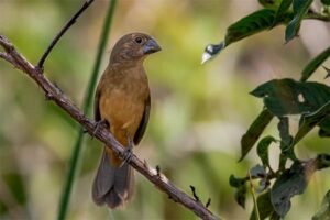 Curió (Sporophila angolensis)