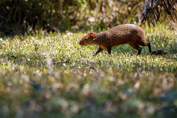 Uma Cutia (Dasyprocta spp) no mato. © FreePik