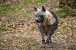 Uma hiena-castanha (Hyaena brunnea) Michal Hruby Photography-Flickr