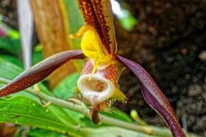 Orquídea Catasetum saccatum