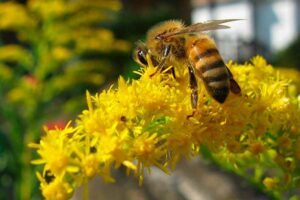 Solidago spp