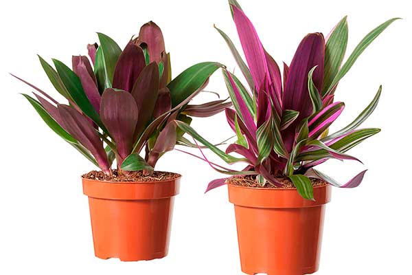 Tradescantia spathacea ©Ikea