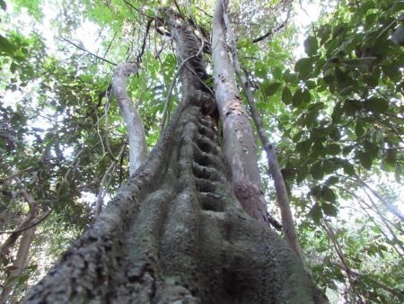 Cipó escada de macaco (Bauhinia angulosa Vogel)