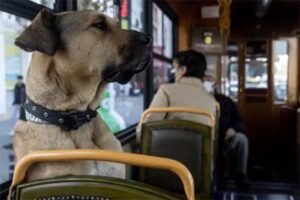 Boji, o cachorro viajante de Istambul