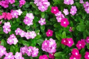 Vinca - Catharanthus roseus - plantas de folhagem verde brilhante com flores pequenas e coloridas